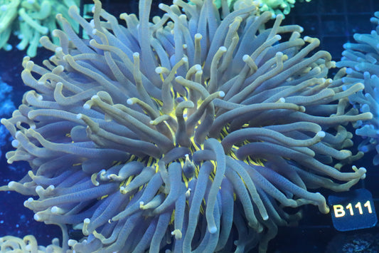 Long Tentacle Plate (B111)