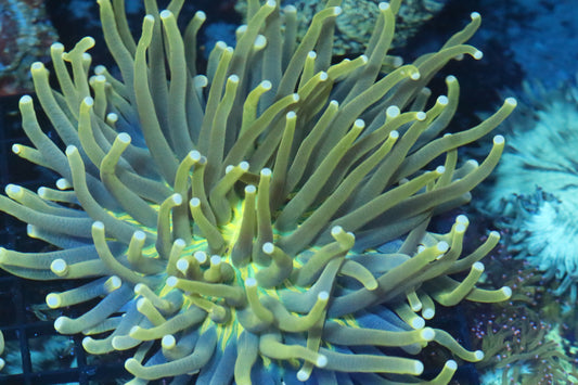 Long Tentacle Plate (B115)