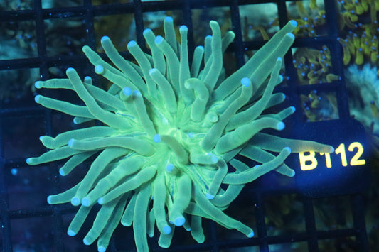 Long Tentacle Plate (B112)