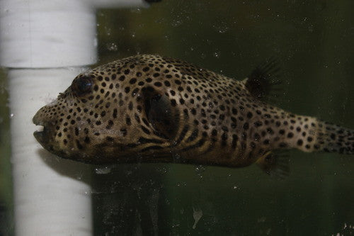 Starry (stellatus) Puffer 6"