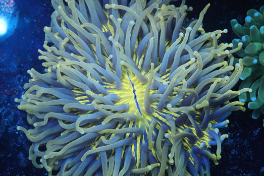 Long Tentacle Plate (B110)