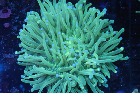 Long Tentacle Plate (B124)