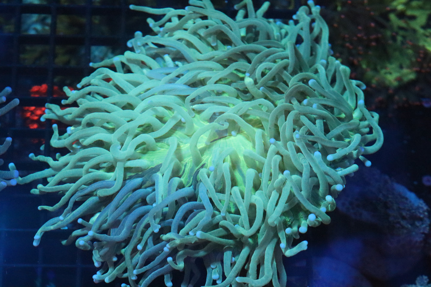 Long Tentacle Plate (B107)
