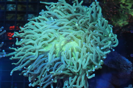 Long Tentacle Plate (B107)