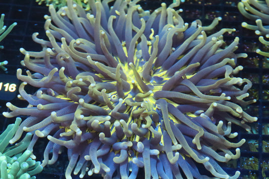 Long Tentacle Plate (B101)