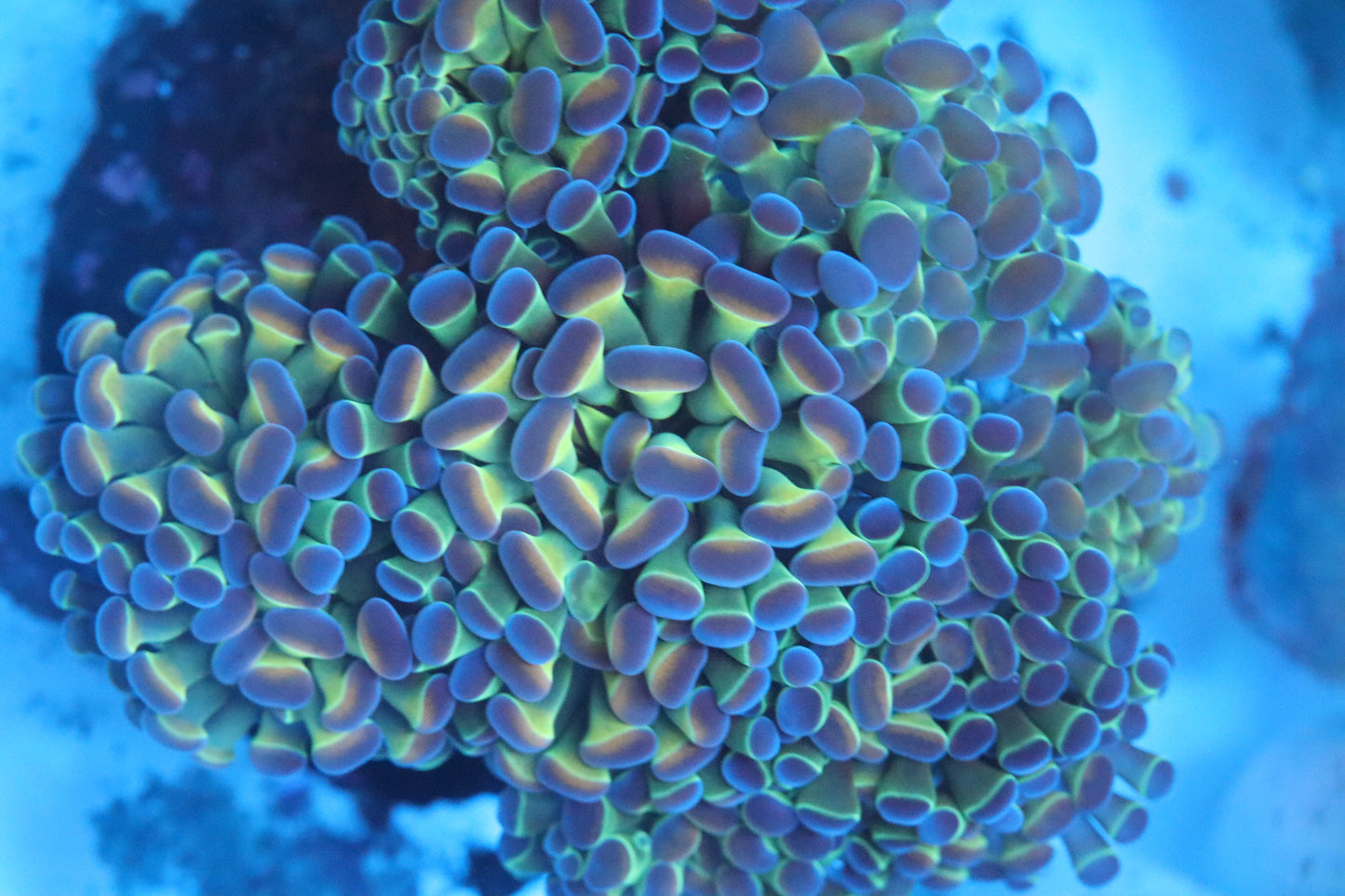 Hologram Branching Hammer Colony