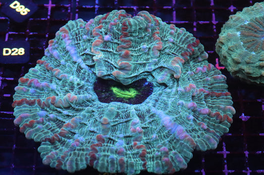 Multi Color Indophyllia (A160)