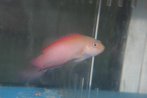 Lined Dottyback | Labracinus Cyclophthalmus