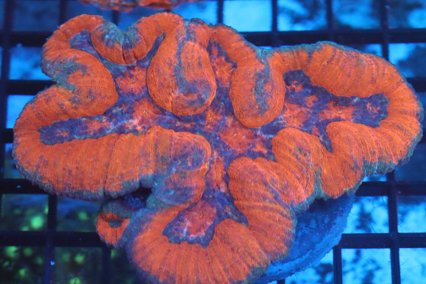 Symphyllia Brain WYSIWYG (B103)