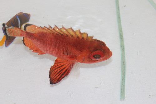 Big Eye Catalufa Soldierfish (5")
