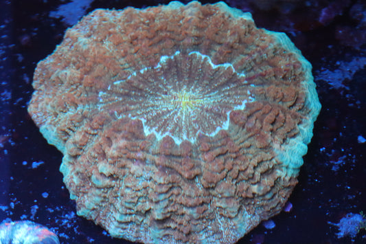 Peach & Neon Acantho (B109) Medium