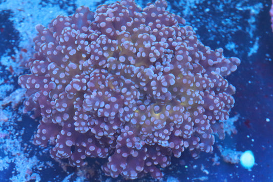 Pink Frogspawn (A164)