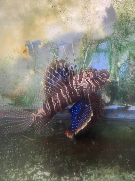 Blackfoot Lionfish | Parapterois heterura (4")