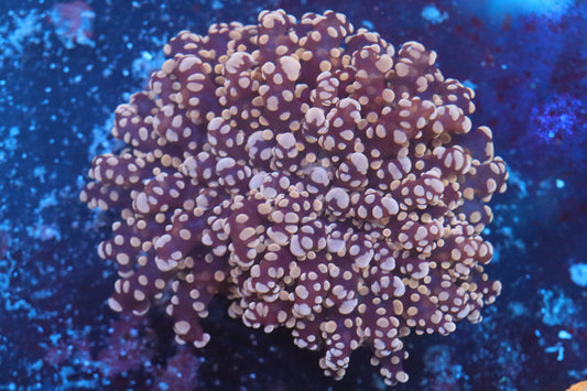 Pink Frogspawn (A178)