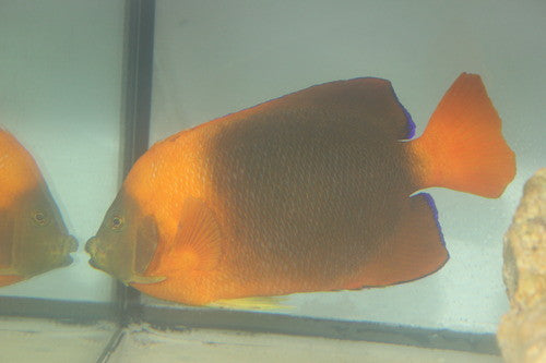 Clarion Angel (8")