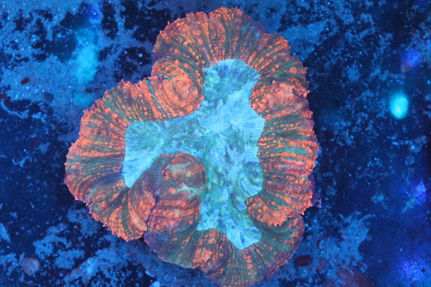 Symphyllia Brain WYSIWYG (A179)