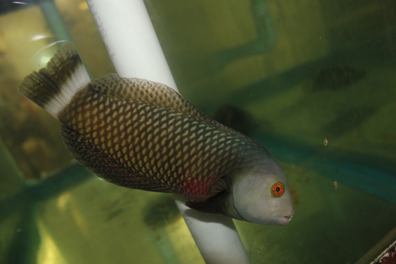 Dragon Wrasse-10"