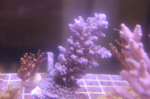 Humilis Acropora Coral (Acropora humilis) - Lg Colony