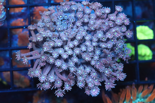 Goni Mini Colony (A189)