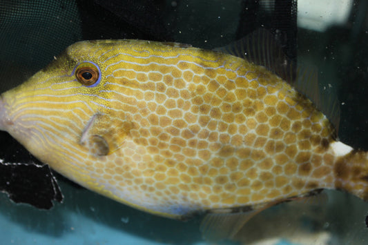 Honeycomb Filefish | cantherhines pardalis -6"