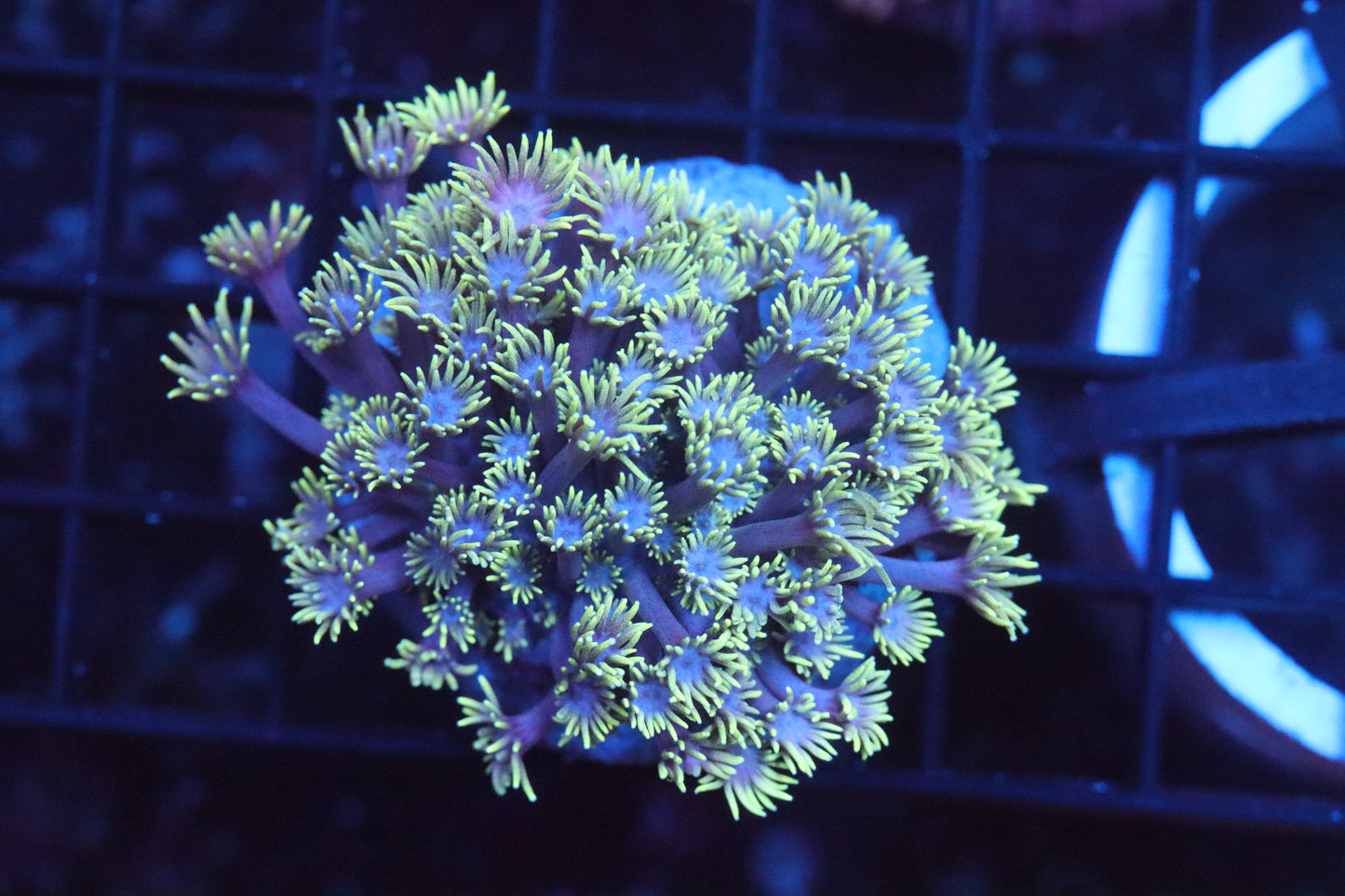 Goni Mini Colony (A186)