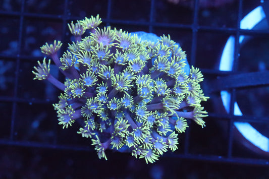 Goni Mini Colony (A186)