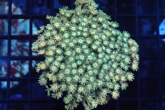 Goni Mini Colony (A187)