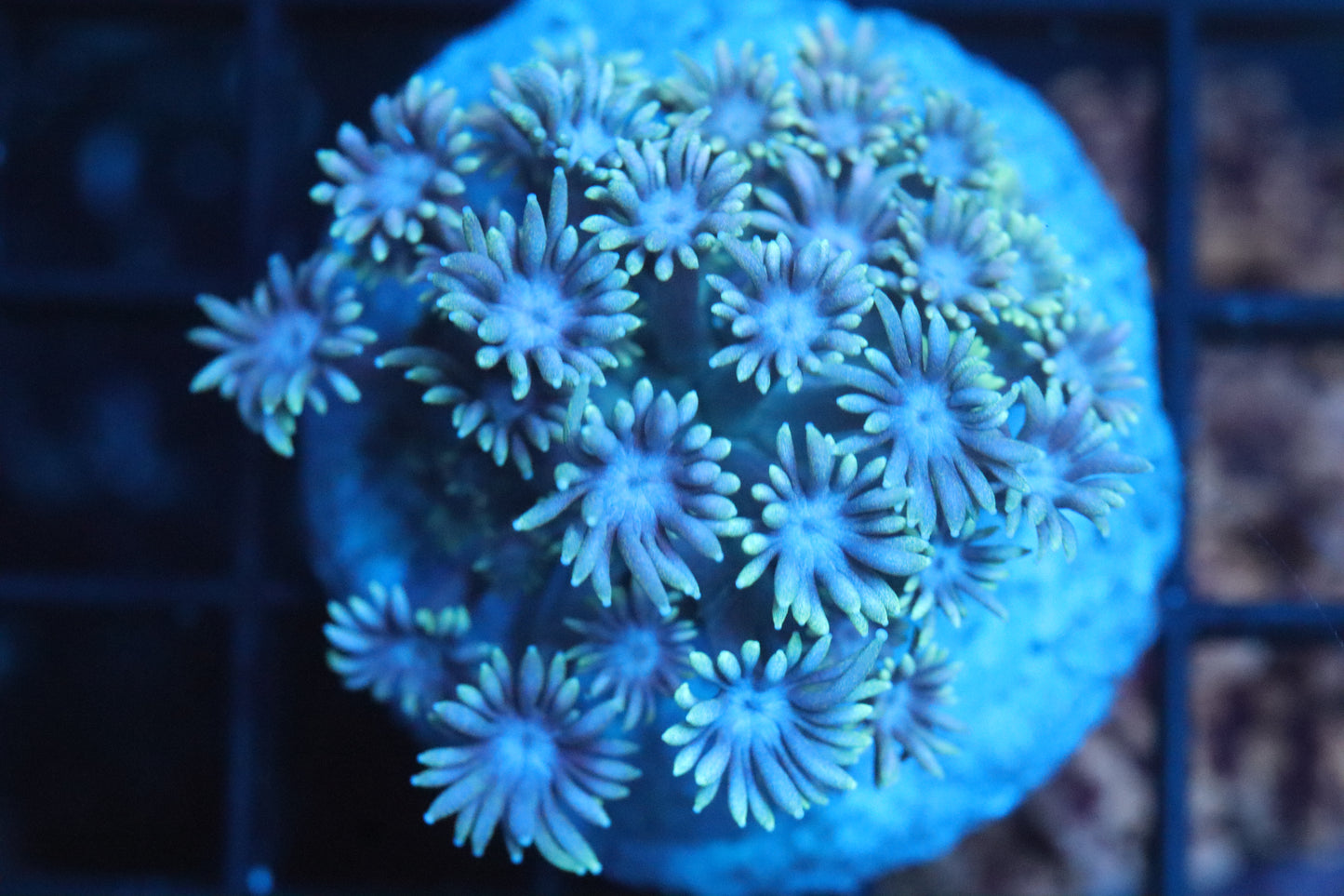 Goni Mini Colony (A176)