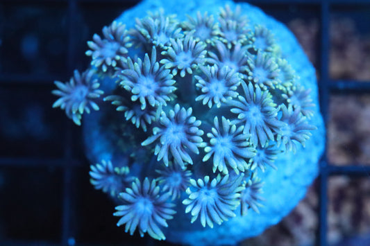 Goni Mini Colony (A176)