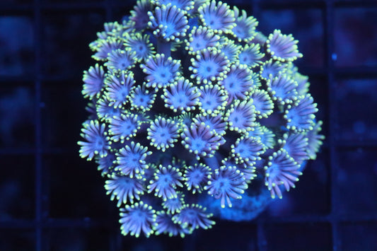 Goni Mini Colony (A177)