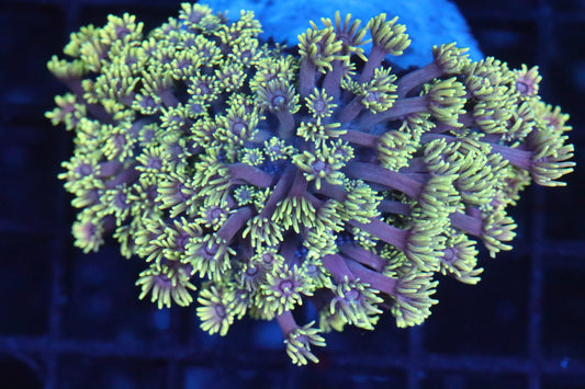 Goni Mini Colony (A180)