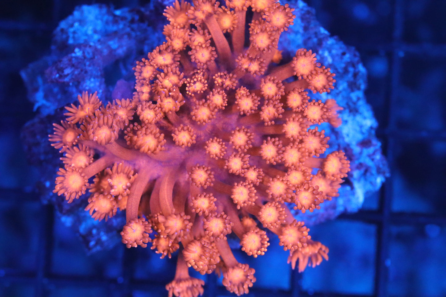 Goni Mini Colony (A185)