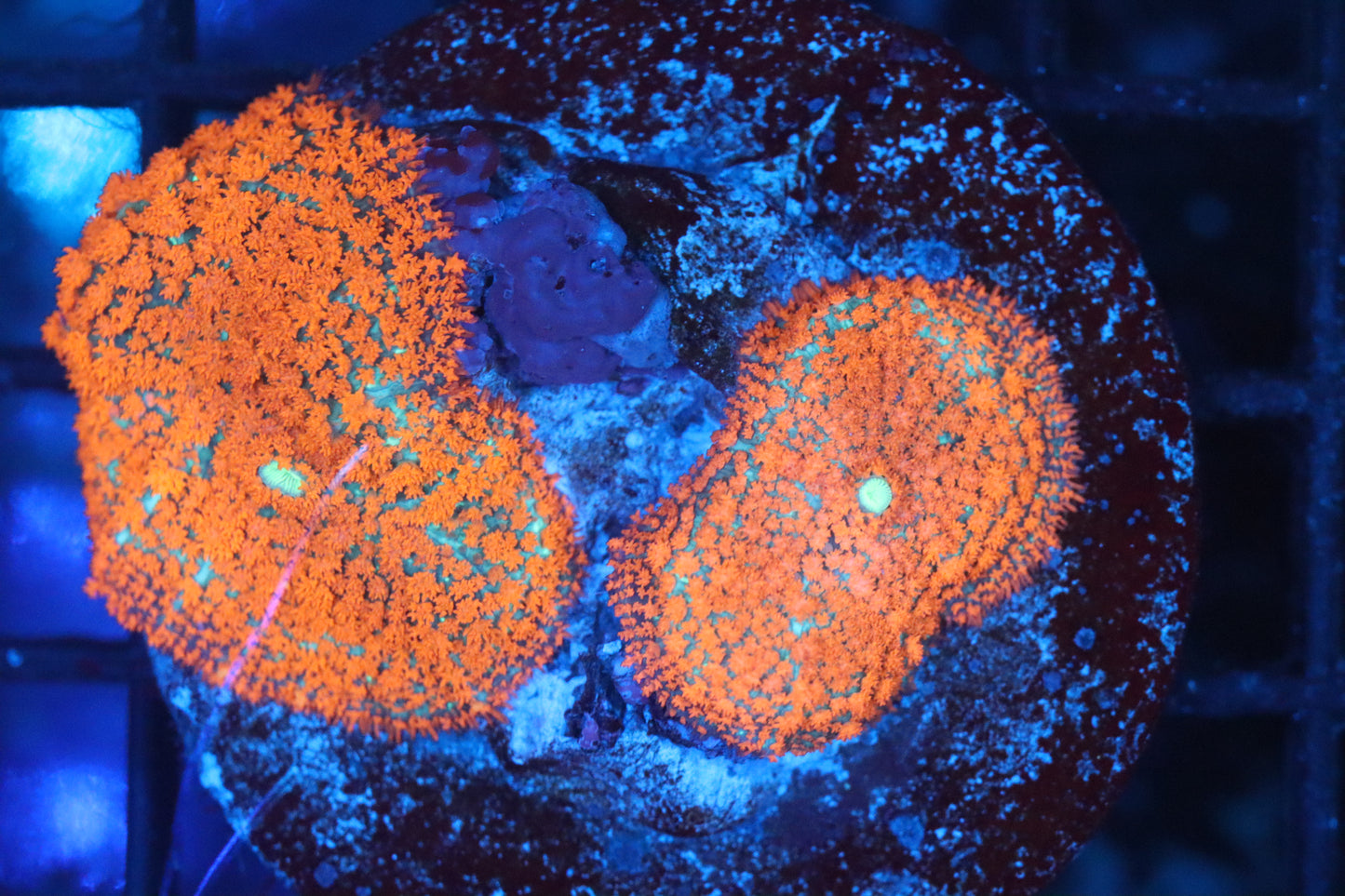 Rhodactis Mushroom Double (A184)