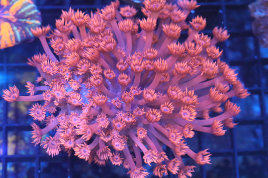 Goni Mini Colony (A165)
