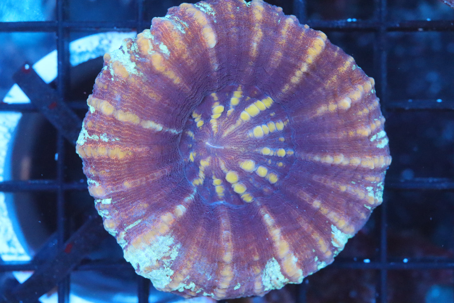 Aussie Pink Scoly (A122)