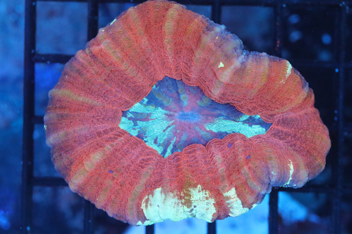 Aussie Pink Scoly (A193)