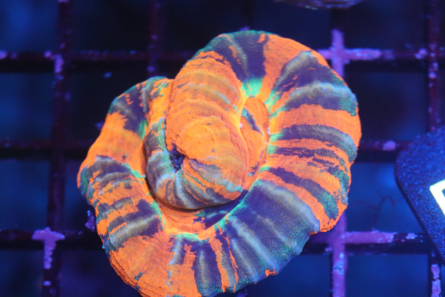 AUSSIE MASTER SCOLY (D30)