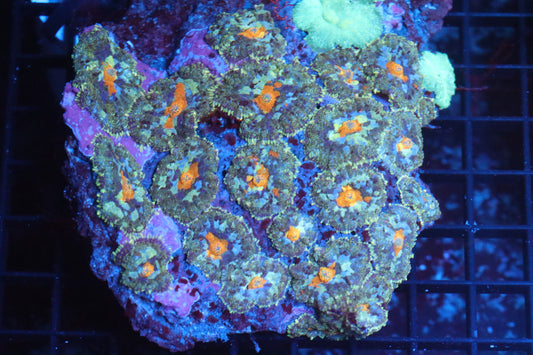 Rhodactis Mushroom Colony (B76)
