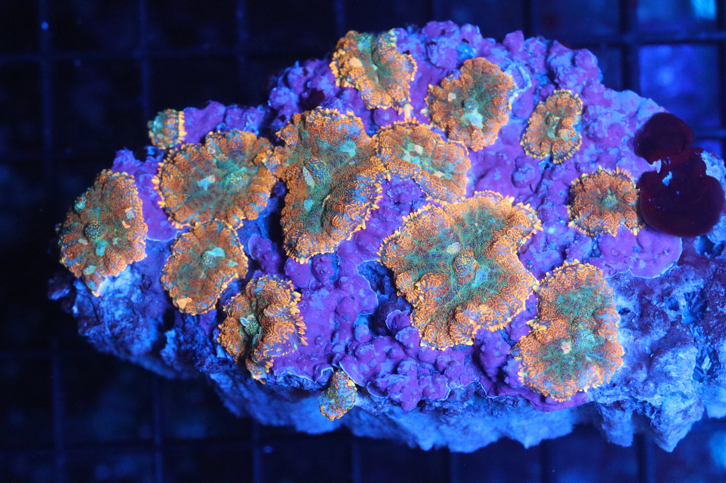 Rhodactis Mushroom Colony (B77)