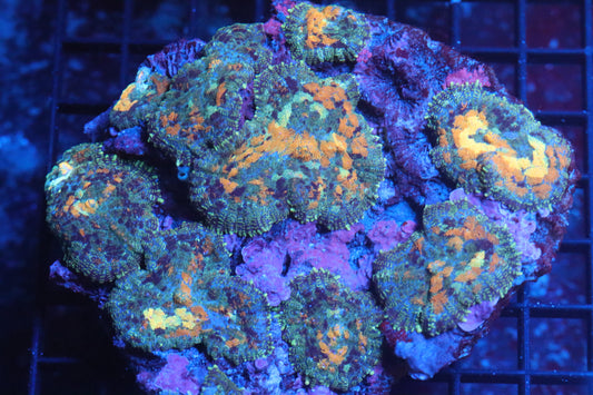 Rhodactis Mushroom Colony (B78)