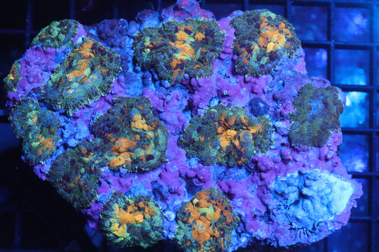 Rhodactis Mushroom Colony (B79)