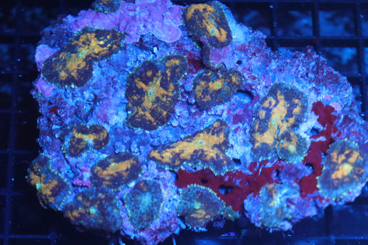Rhodactis Mushroom Colony (B81)