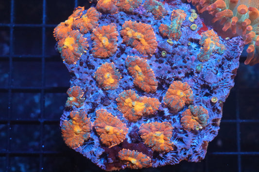 Rhodactis Mushroom Colony (B84)