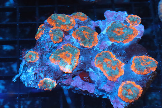 Rhodactis Mushroom Colony (B86)