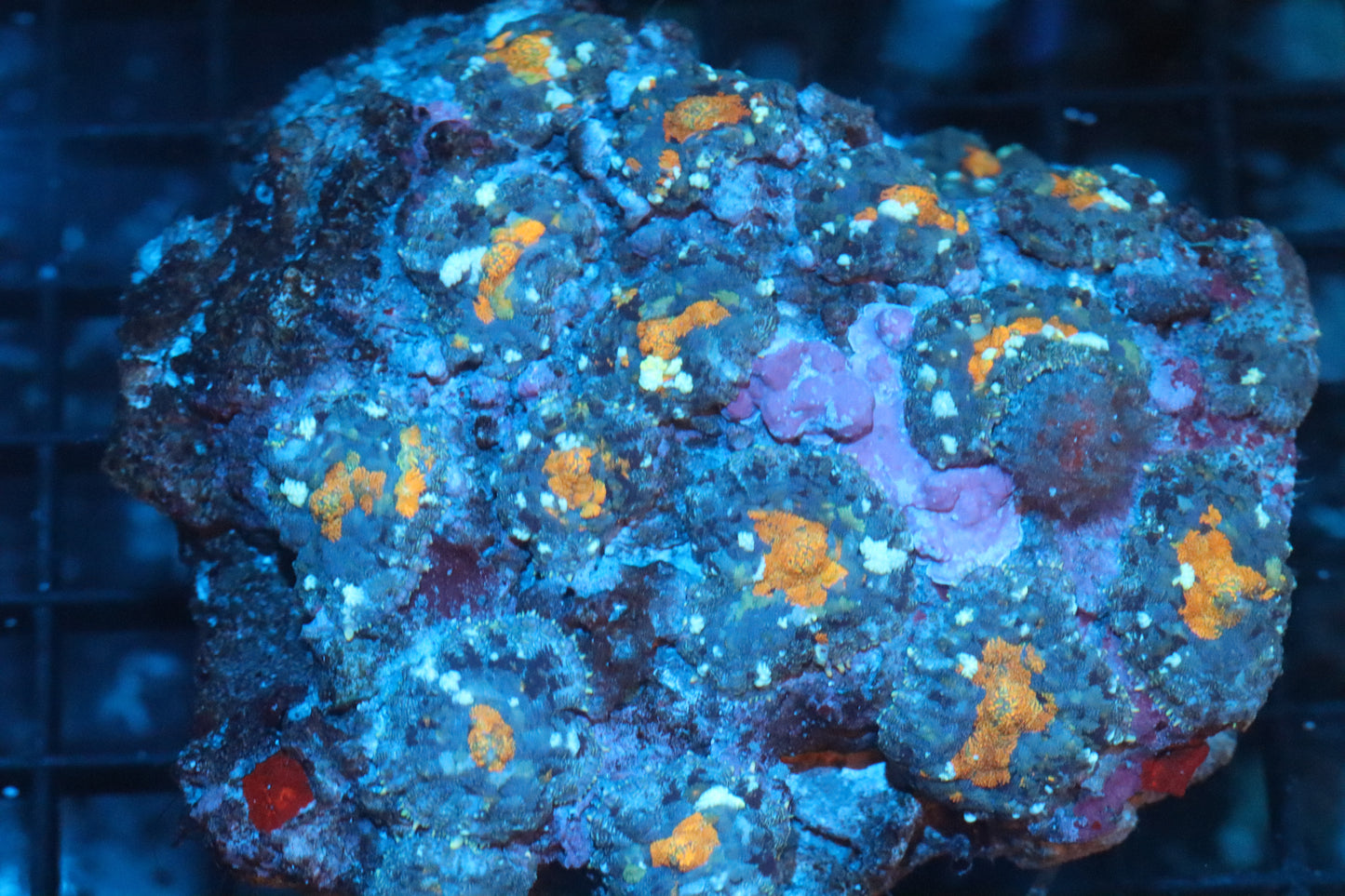 Rhodactis Mushroom Colony (B87)