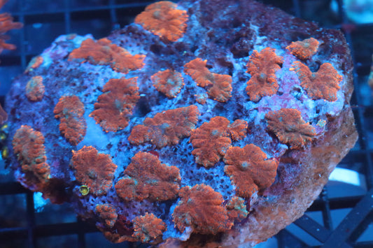Rhodactis Mushroom Colony (B88)