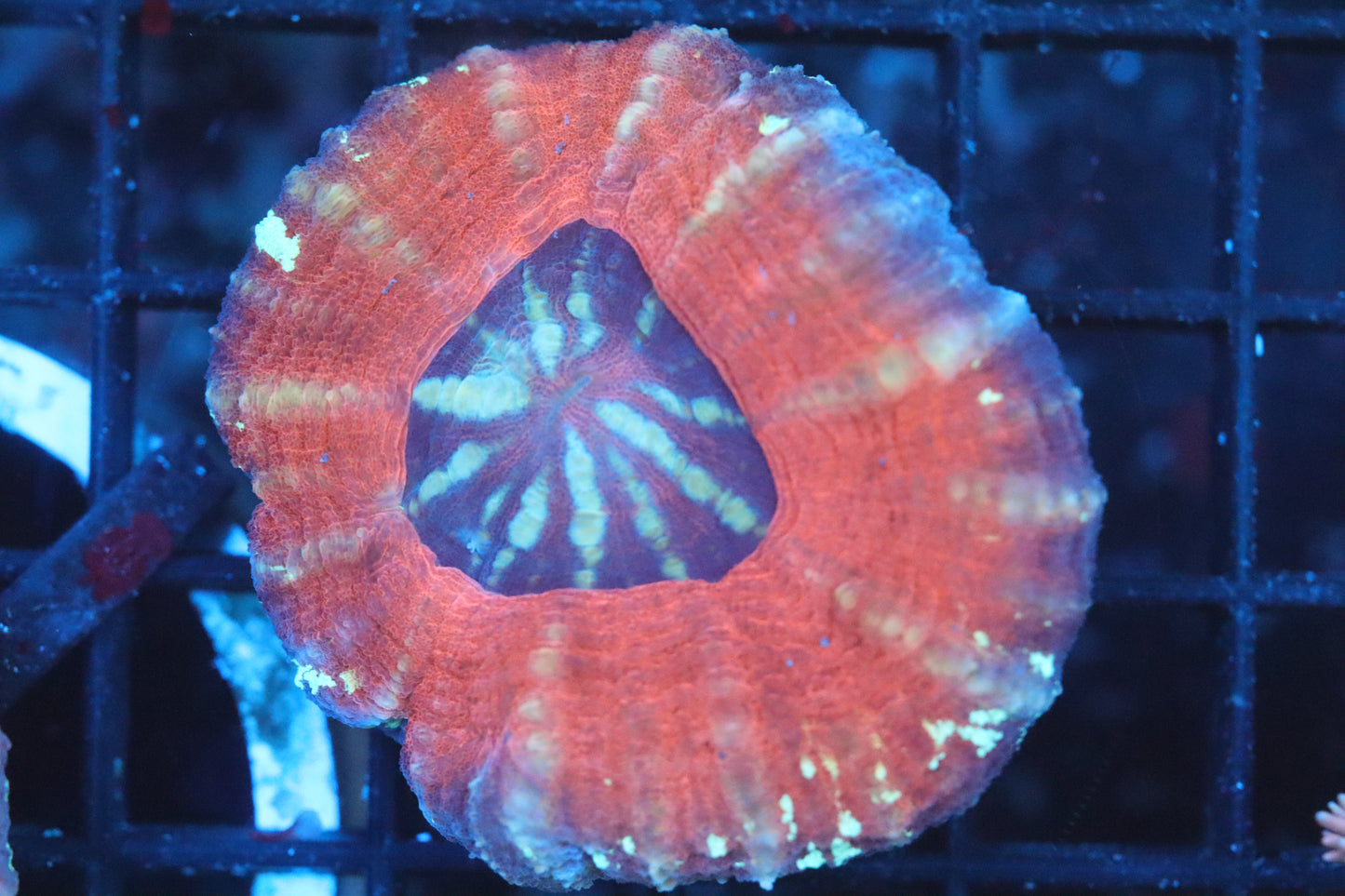 Aussie Pink Scoly (B144)