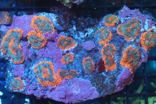Rhodactis Mushroom Colony (B149)