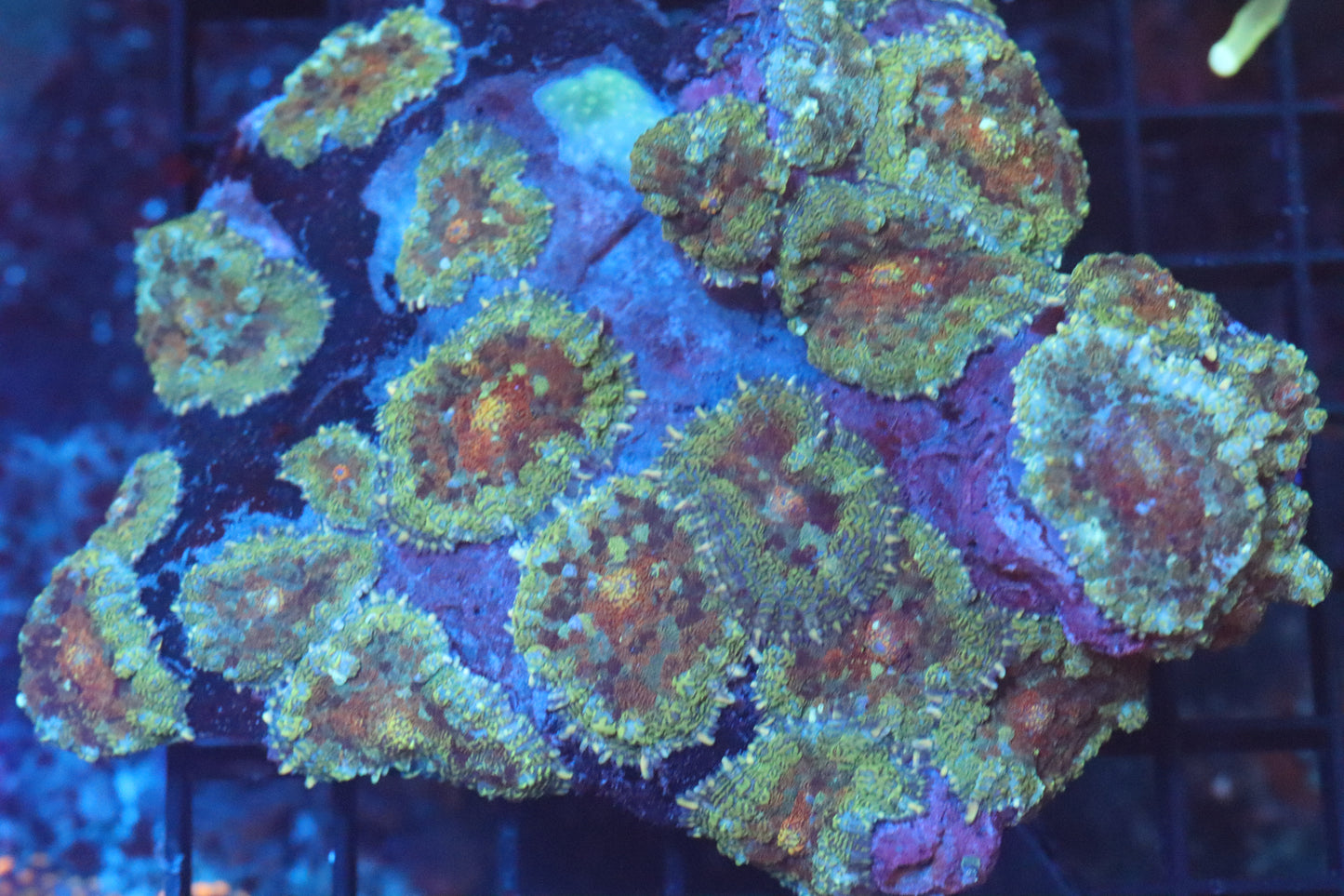 Rhodactis Mushroom Colony (B148)