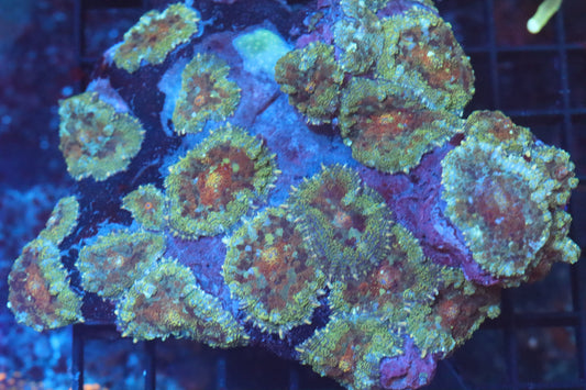 Rhodactis Mushroom Colony (B148)
